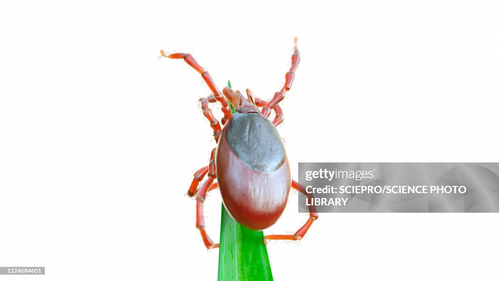 Illustration of a tick on a blade of grass