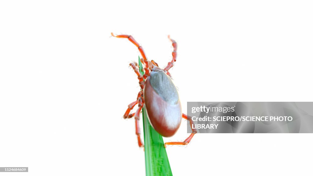 Illustration of a tick on a blade of grass