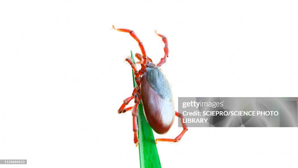 Illustration of a tick on a blade of grass