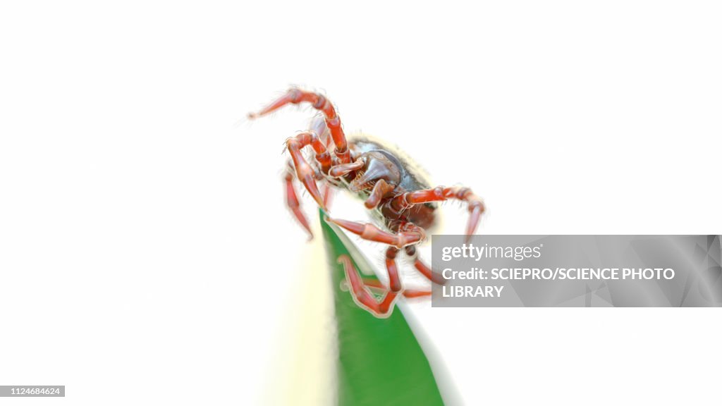 Illustration of a tick on a blade of grass