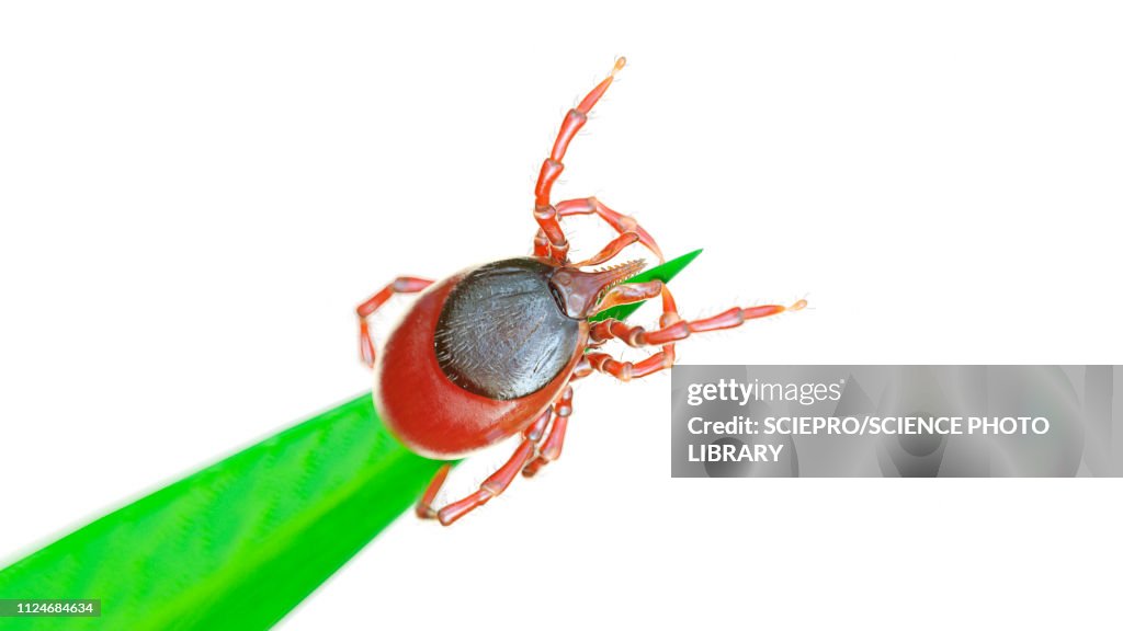 Illustration of a tick on a blade of grass