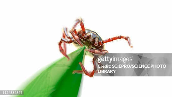 Illustration of a tick waiting for prey Illustration of a tick waiting for prey