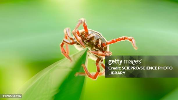 illustrazioni stock, clip art, cartoni animati e icone di tendenza di illustration of a tick on a blade of grass - parasitic