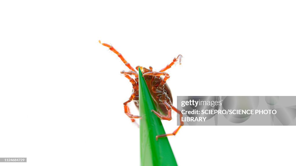 Illustration of a tick on a blade of grass