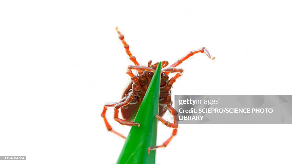 Illustration of a tick on a blade of grass