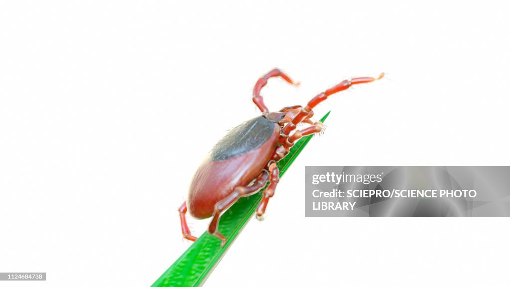 Illustration of a tick on a blade of grass