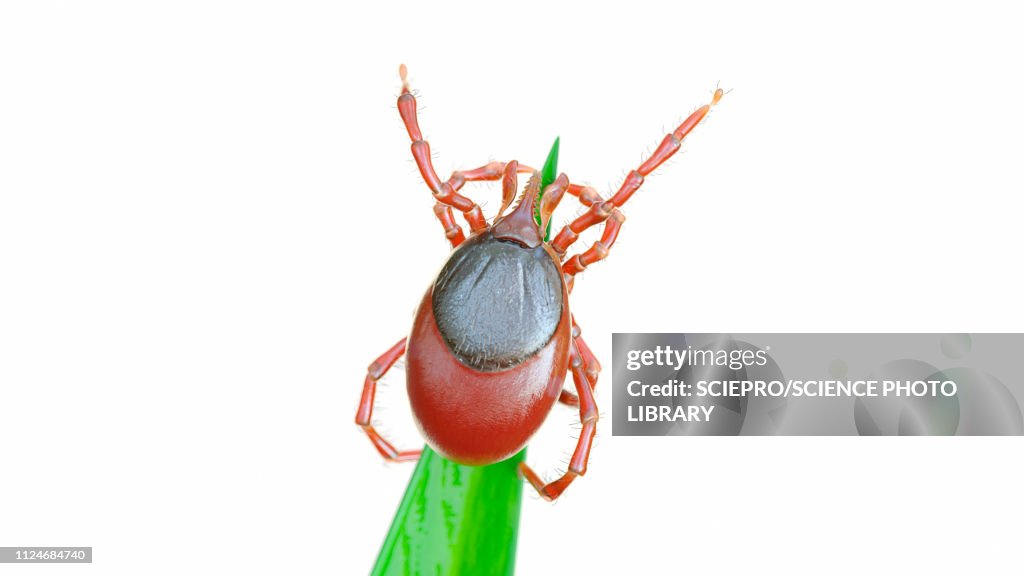 Illustration of a tick on a blade of grass