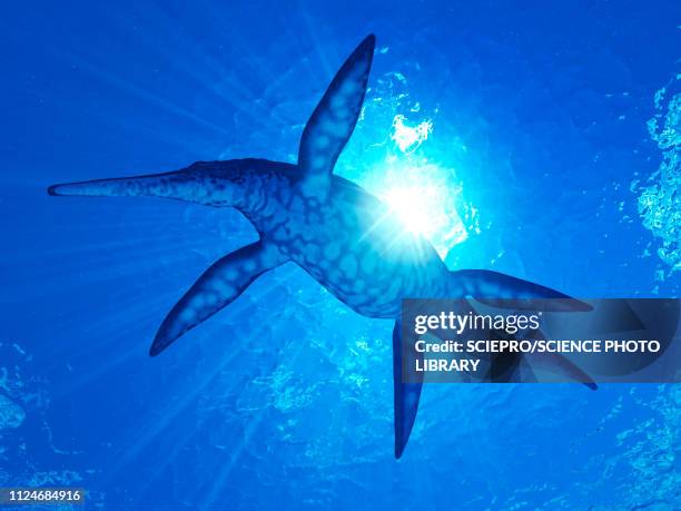 illustration of a shonisaurus - shonisaurus stock illustrations