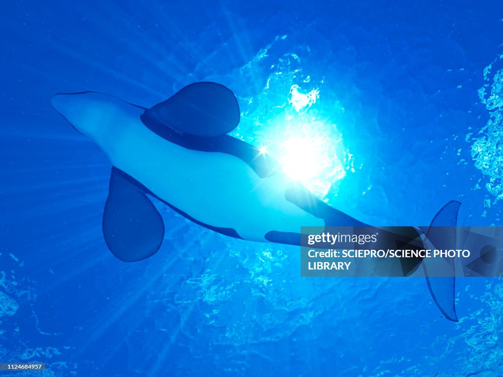 Illustration of an orca