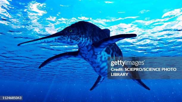 illustration of a shonisaurus - shonisaurus stock illustrations