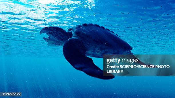 illustration of an archelon - ausgestorbene tierart stock-grafiken, -clipart, -cartoons und -symbole