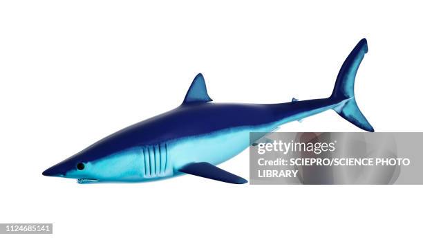 illustration of a mako shark - shortfin mako shark stock illustrations