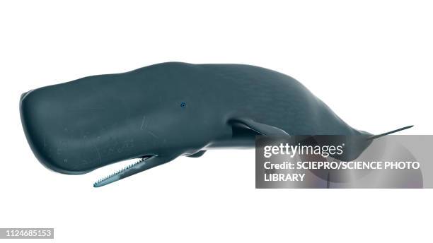 illustration of a sperm whale - sperm whale stock illustrations