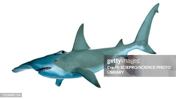 71点のシュモクザメイラスト素材 Getty Images 71点のシュモクザメイラスト素材 Getty Images