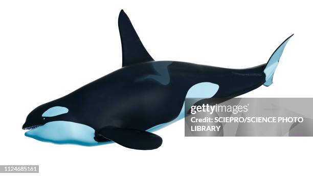 ilustrações, clipart, desenhos animados e ícones de illustration of an orca - killer whale