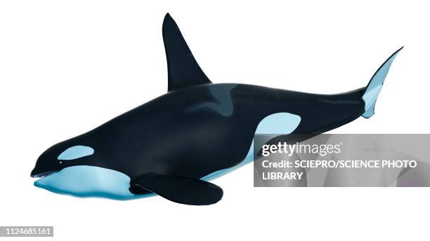 illustration of an orca - aquatic mammal stock illustrations