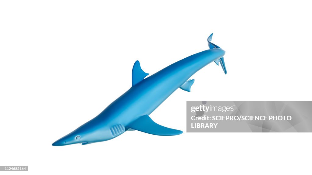 Illustration of a blue shark
