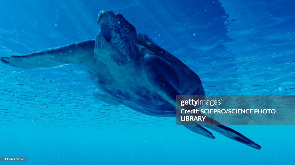Archelon Rib Illustration Of An Archelon High-Res Vector Graphic - Getty Images