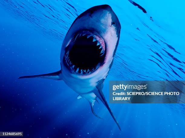 illustration of a great white shark - animal fin stock illustrations