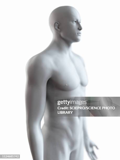 illustration of a male body - the human body点のイラスト素材／クリップアート素材／マンガ素材／アイコン素材