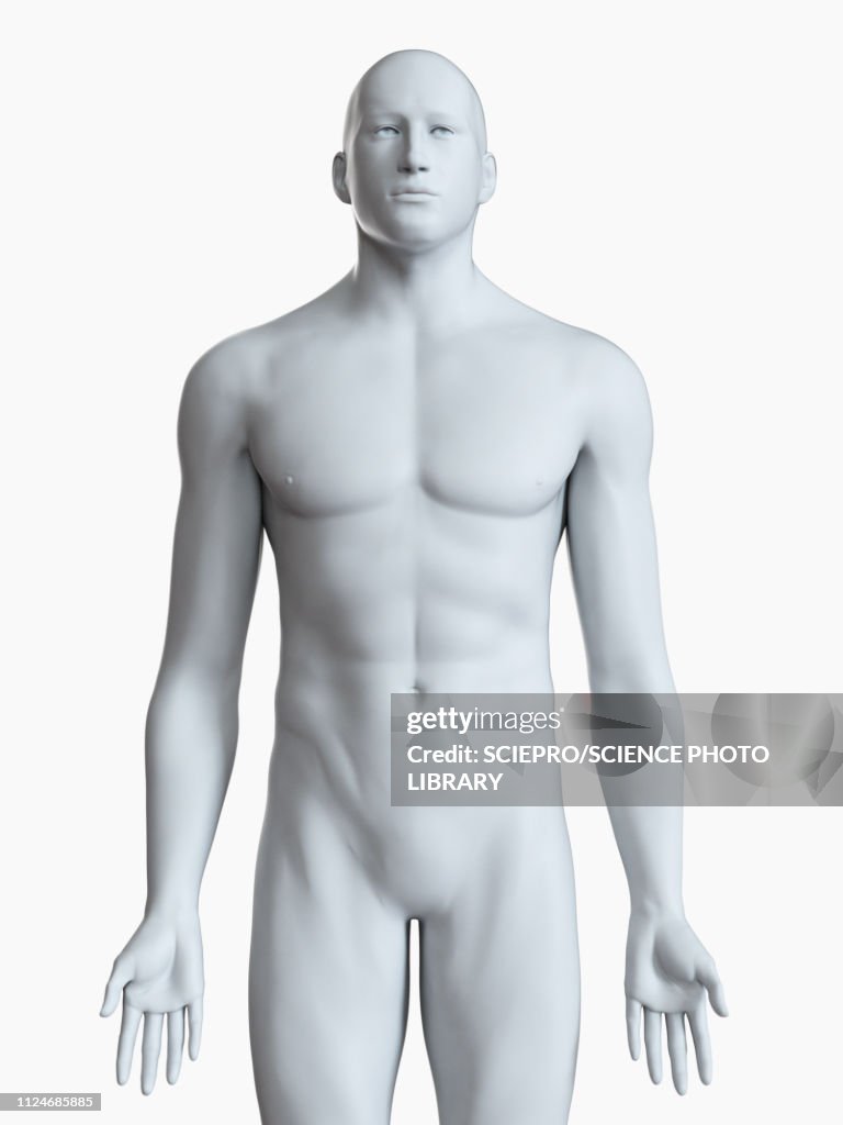 Illustration of a male body