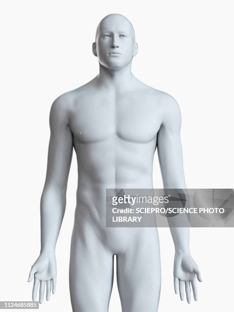 illustrazioni stock, clip art, cartoni animati e icone di tendenza di illustration of a male body - parte del corpo umano