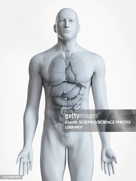 illustration of the male organs - dickdarm verdauungstrakt stock-grafiken, -clipart, -cartoons und -symbole