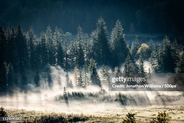 foggy trees, bavaria - clingman's dome stock-fotos und bilder