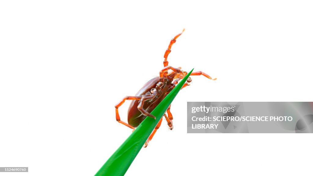 Illustration of a tick on a blade of grass