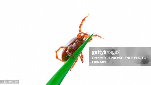 illustration of a tick on a blade of grass - stinging stock illustrations