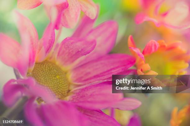 chrysanthemums - festa della mamma fiori foto e immagini stock