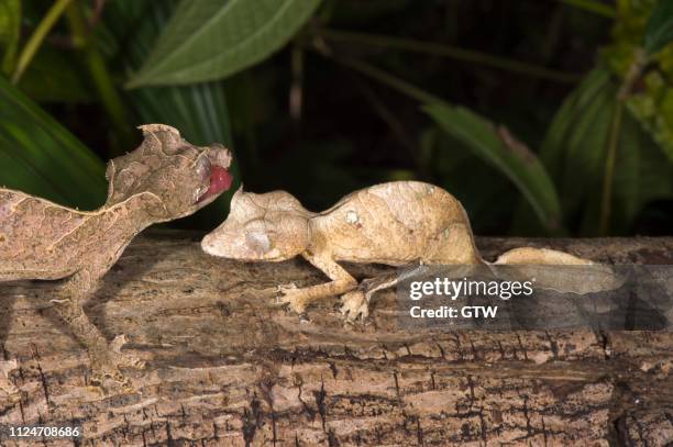 fantastic leaf tailed geckos (uroplatus phantasticus), madagascar - uroplatus phantasticus ストックフォトと画像