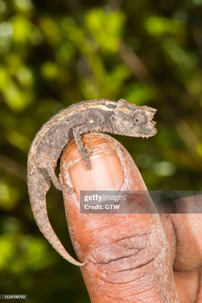 Madagascan Dwarf Chameleon (Brookesia minima), Madagascar