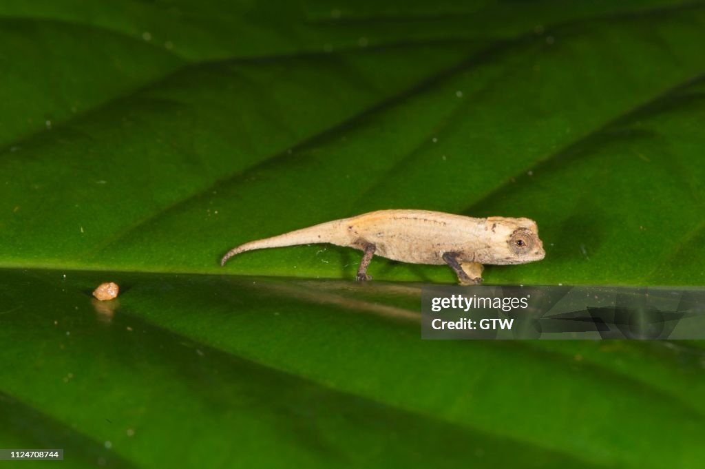 Peyrieras' Pygmy Chameleon (Brookesia peyrierasi), juvenile, Nosy Mangabe, Madagascar