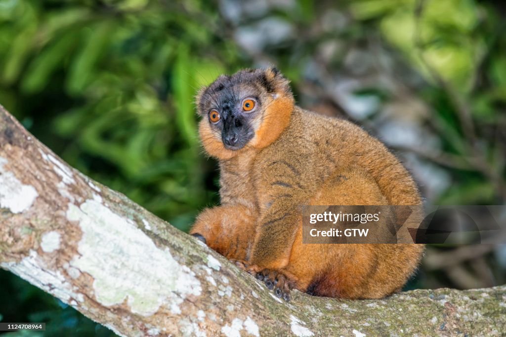 Collared Brown Lemur (Eulemur collaris), Toliara Province, Madagascar