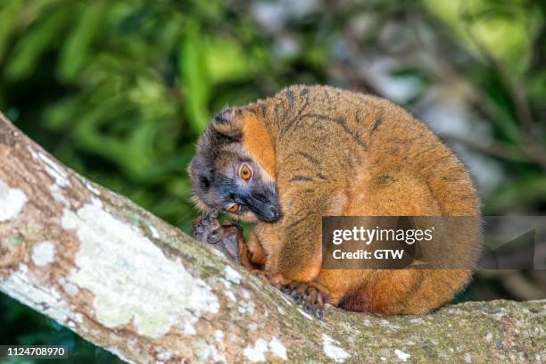 collared brown lemur (eulemur collaris), toliara province, madagascar - collared brown lemur stock pictures, royalty-free photos & images