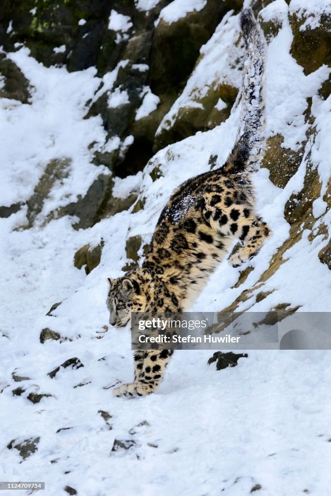 Snow Leopard (Panthera uncia), juvenile, jumping from snowy rock,