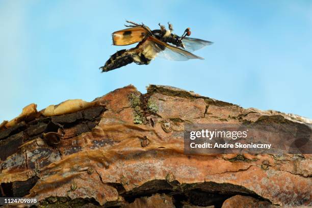 gravedigger (nicrophorus vespillo), in flight, germany - nicrophorus stock pictures, royalty-free photos & images