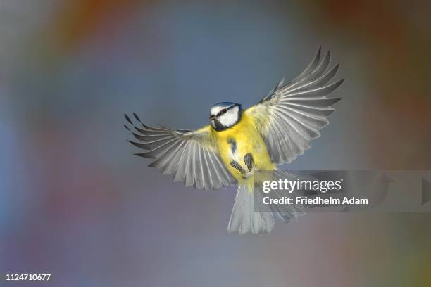 blue tit (parus caeruleus) in flight, north rhine-westphalia, germany - blaumeise stock-fotos und bilder