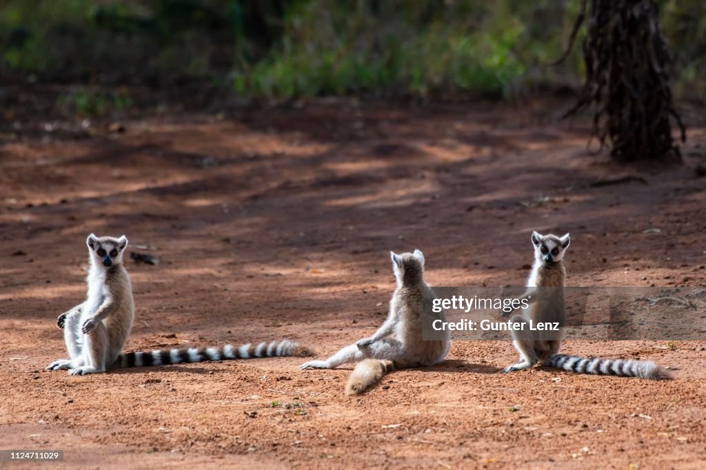 Three Ring-tailed lemurs (Lemur catta) sitting in red sand to sunbathe, Berenty Nature Reserve, Androy Region, Madagascar