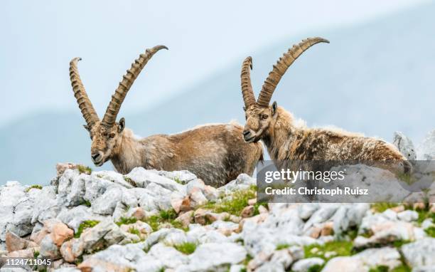 two ibex (capra ibex) in the alps, berchtesgadener alps, salzburg, austria - alpine ibex stock-fotos und bilder