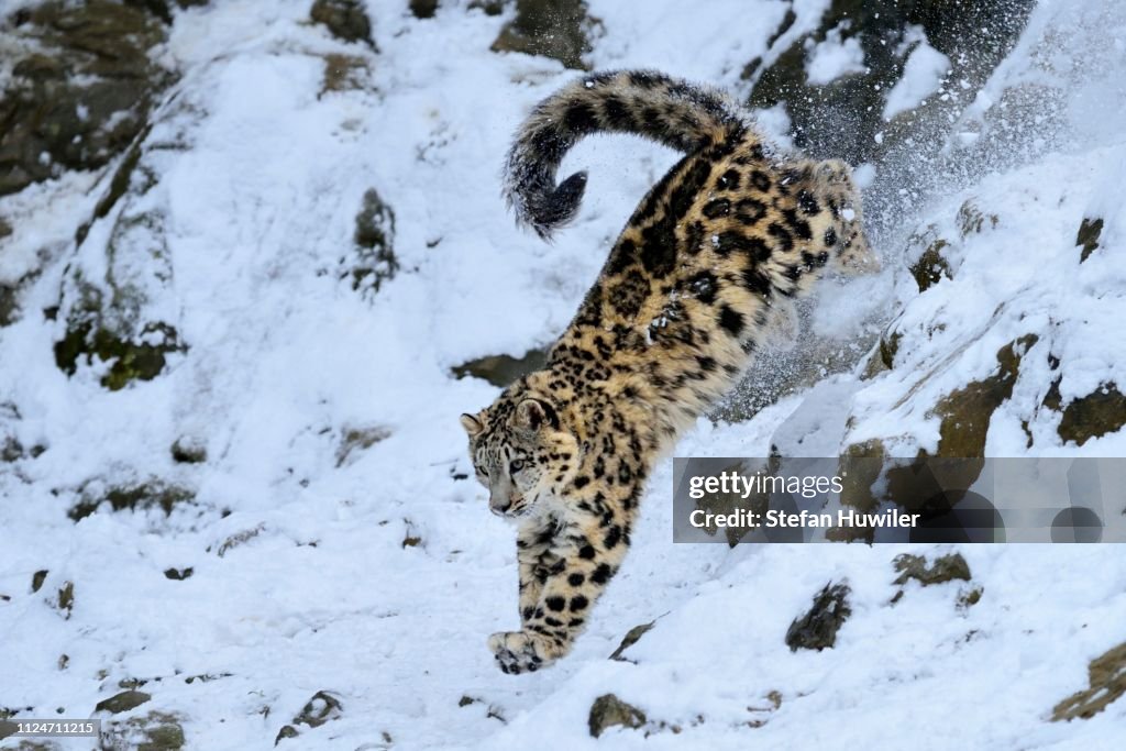 Snow Leopard (Panthera uncia), juvenile, jumping from snowy rock,