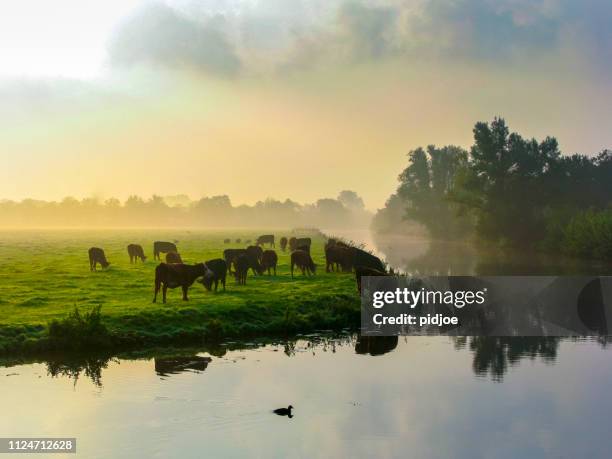 many ruminating cows in green meadow. - green pasture stock pictures, royalty-free photos & images