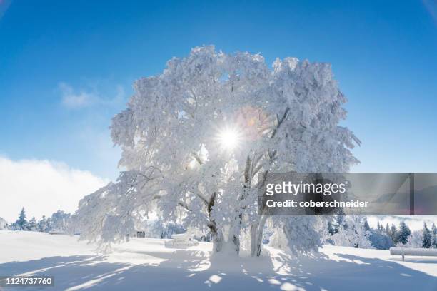 snow covered tree, gaisberg, salzburg, austria - neve profunda imagens e fotografias de stock