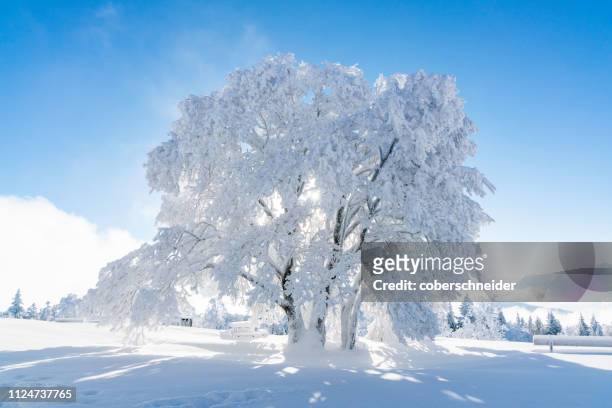 snow covered tree, gaisberg, salzburg, austria - neve profunda imagens e fotografias de stock