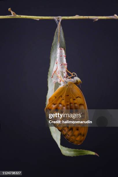 butterfly emerging from a chrysalis, indonesia - kokon stock-fotos und bilder