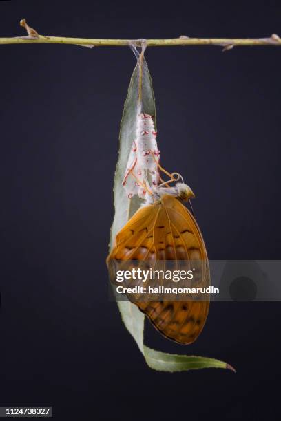 butterfly emerging from a chrysalis, indonesia - change appearance stock pictures, royalty-free photos & images