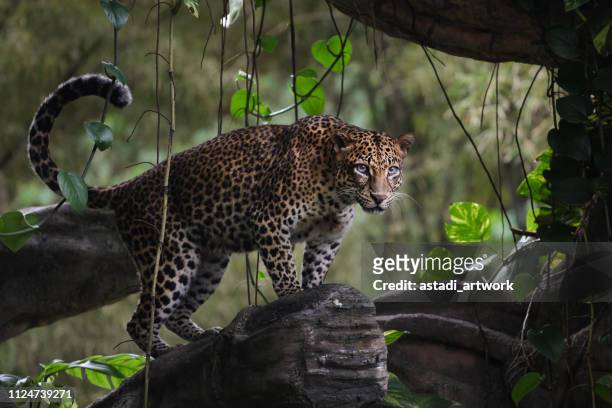 leopard standing in a tree, indonesia - panthers stock pictures, royalty-free photos & images