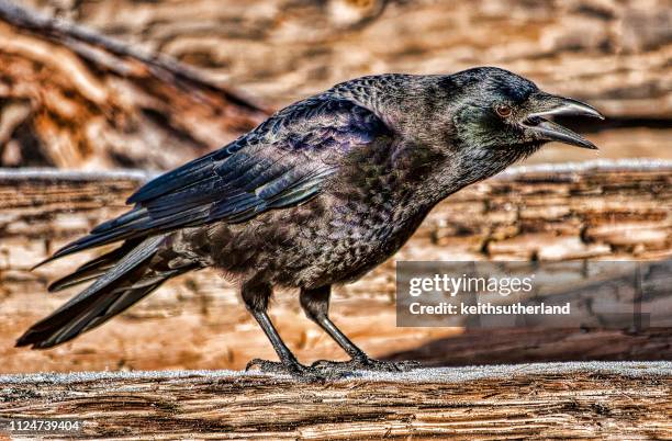Cawing Rooks Cawing Photos and Premium High Res Pictures - Getty Images