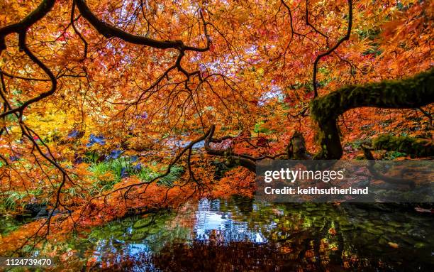 maple tree in autumn by a lake, butchart gardens, brentwood bay, british columbia, canada - vancouver island stock pictures, royalty-free photos & images